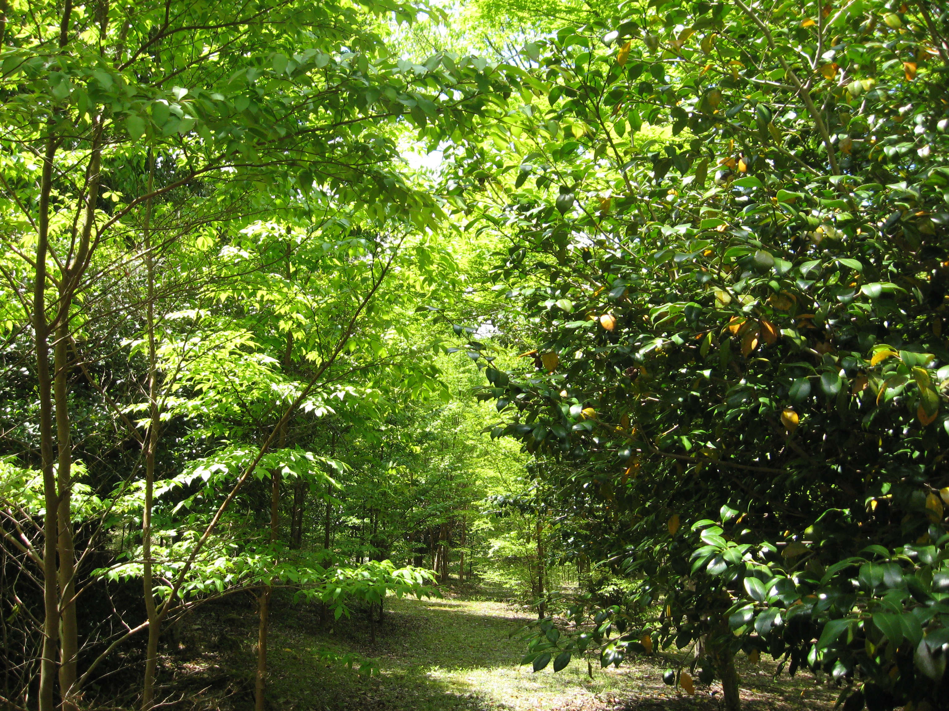 山道