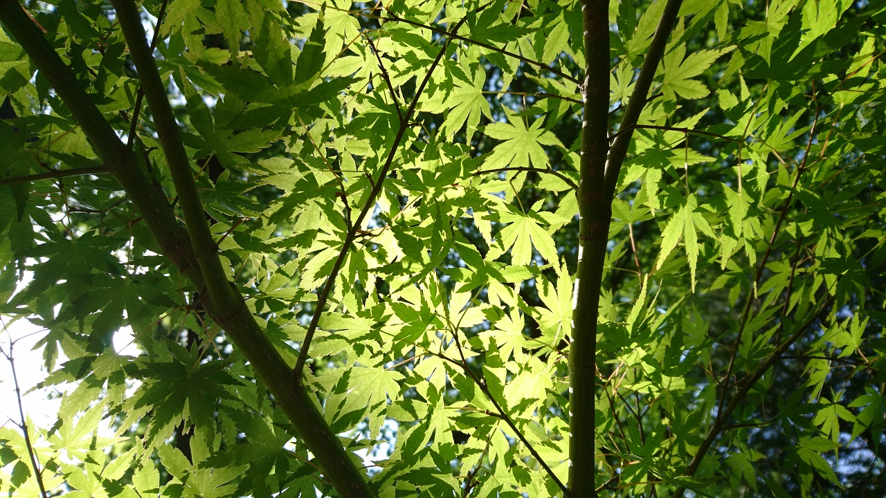leaves-light