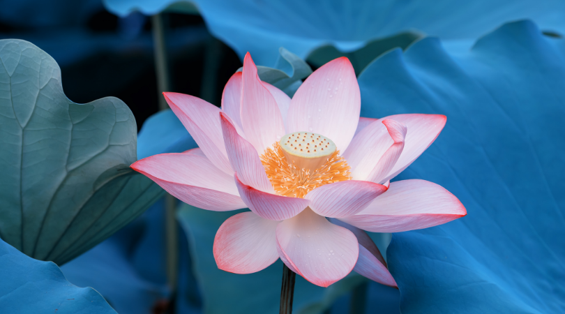 画像に alt 属性が指定されていません。ファイル名: Lotus-blue-1.png