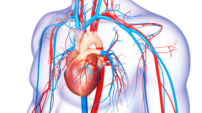 シータヒーリング 心臓と循環系